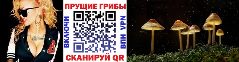 Псилоцибиновые грибы Psilocybe Горячеводский